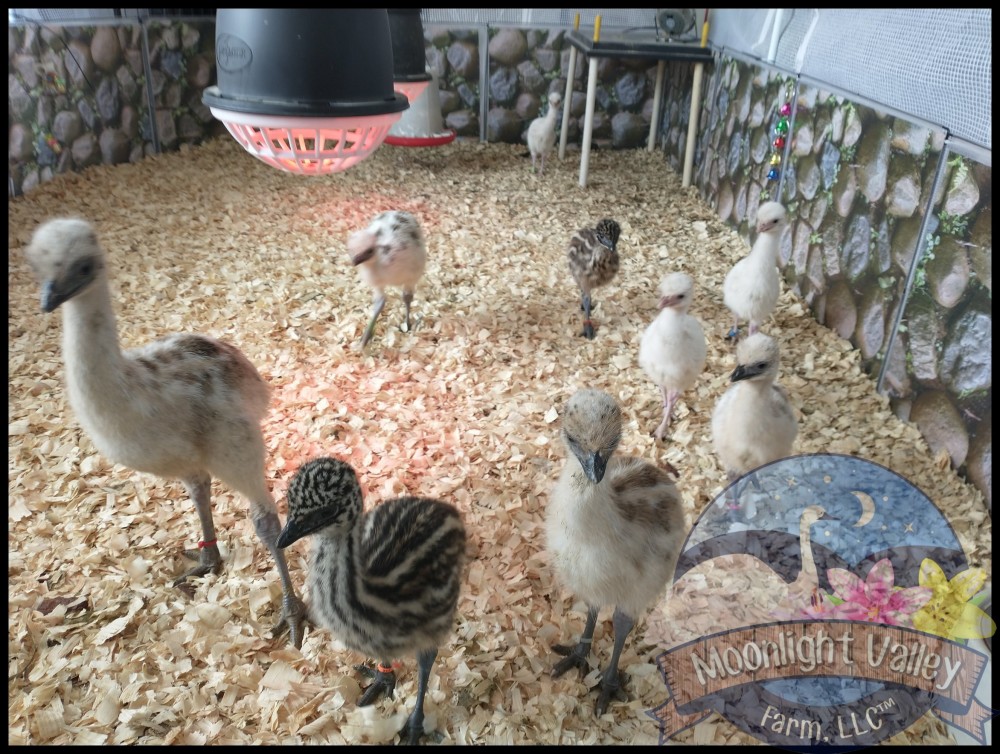 Emus for Sale